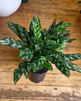 Aglaonema ‘Emerald Beauty' - Plant Daddy