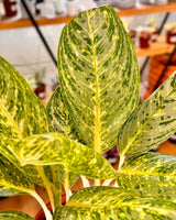 Aglaonema ‘Golden Madonna’ - Plant Daddy