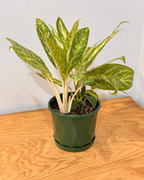 Aglaonema ‘Golden Madonna’ - Plant Daddy