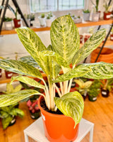 Aglaonema ‘Golden Madonna’ - Plant Daddy