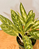 Aglaonema ‘Golden Madonna’ - Plant Daddy