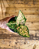 Aglaonema ‘Lady Valentine’ - Plant Daddy