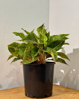 Aglaonema ‘Night Sparkle’ - Plant Daddy