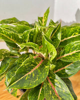 Aglaonema ‘Night Sparkle’ - Plant Daddy