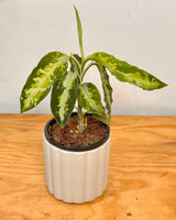 Aglaonema pictum 'Tricolour' - Plant Daddy