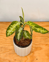 Aglaonema pictum 'Tricolour' - Plant Daddy