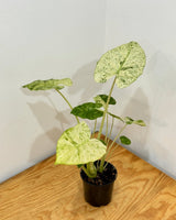 Alocasia 'Batik' - Plant Daddy