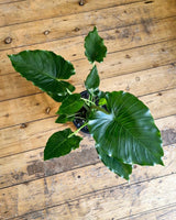 Alocasia brisbanensis - Plant Daddy