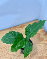 Alocasia 'Low Rider' - Plant Daddy