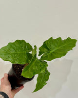 Alocasia 'Low Rider' - Plant Daddy