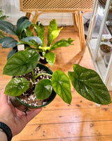 Alocasia sinuata - Plant Daddy