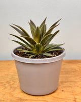 Aloe ‘Black Gem’ - Plant Daddy