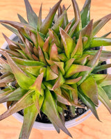 Aloe ‘Black Gem’ - Plant Daddy