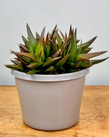 Aloe ‘Black Gem’ - Plant Daddy