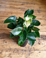 Anthurium andraeanum (Flamingo flower) - Plant Daddy