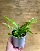 Asplenium australasicum (Birds Nest Fern) - Plant Daddy