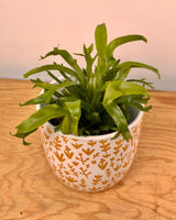 Asplenium ‘Crissie’ - Plant Daddy