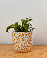 Asplenium ‘Crissie’ - Plant Daddy