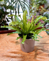 Asplenium ‘Crissie’ - Plant Daddy