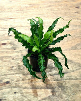 Asplenium Osaka - Plant Daddy