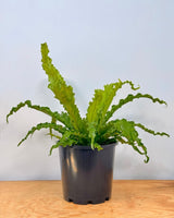 Asplenium Osaka - Plant Daddy