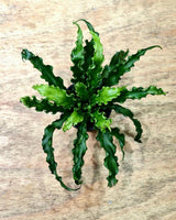 Asplenium Osaka - Plant Daddy