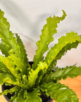 Asplenium Osaka - Plant Daddy