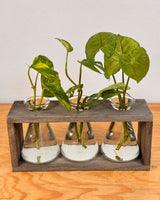 Beaker Propagation Station - Plant Daddy