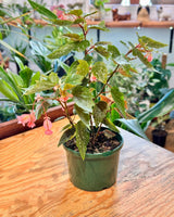 Begonia coccinea - Plant Daddy