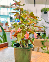 Begonia coccinea - Plant Daddy