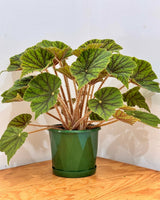 Begonia incarnata ‘Metallica’ - Plant Daddy