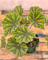 Begonia incarnata ‘Metallica’ - Plant Daddy