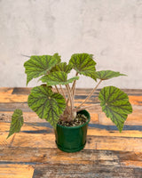 Begonia incarnata ‘Metallica’ - Plant Daddy