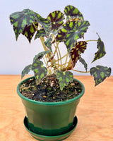Begonia rex ‘Tiger Paw’ - Plant Daddy