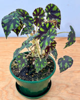 Begonia rex ‘Tiger Paw’ - Plant Daddy
