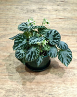 Begonia ‘Silver Jewel’ - Plant Daddy