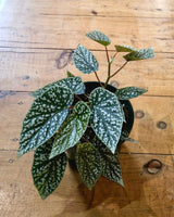 Begonia ‘Snow Cap’ - Plant Daddy