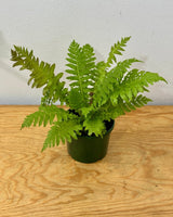 Blechnum brasiliense (Brazilian Tree Fern) - Plant Daddy