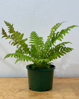 Blechnum brasiliense (Brazilian Tree Fern) - Plant Daddy