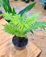 Blechnum ‘Silver Lady’ (Dwarf Tree Fern) - Plant Daddy