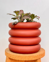 Bloom - wave Series Ceramic Pot - Plant Daddy