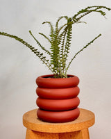 Bloom - wave Series Ceramic Pot - Plant Daddy