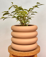 Bloom - wave Series Ceramic Pot - Plant Daddy