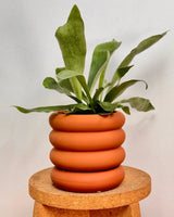 Bloom - wave Series Ceramic Pot - Plant Daddy