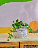 Bora Ceramic Pot - Plant Daddy