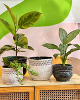 Bora Ceramic Pot - Plant Daddy