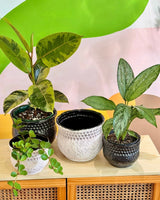 Bora Ceramic Pot - Plant Daddy