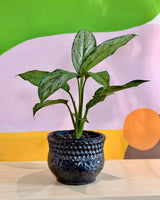 Bora Ceramic Pot - Plant Daddy