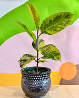 Bora Ceramic Pot - Plant Daddy