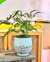 Byron Ceramic Pot - Plant Daddy